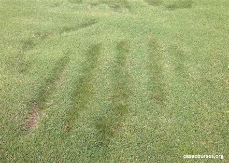 turf blogspot